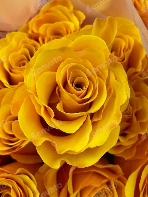 Preview: Roses