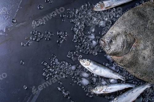 Preview: Raw fresh tuna, herring and flounder fish