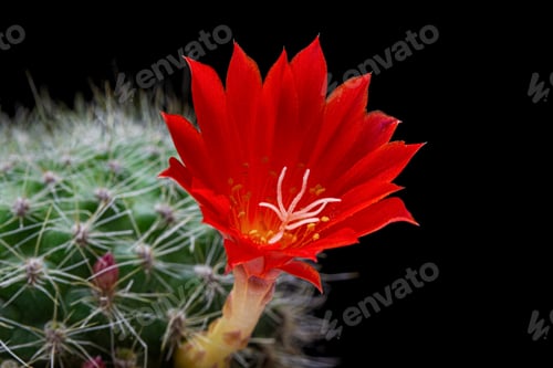 Preview: Red cactus flower, isolated on black background