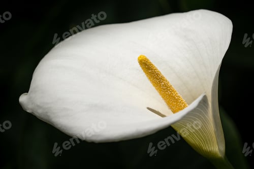 Preview: Closeup shot of a white calla lily on a black background