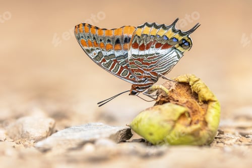 Preview: Pasha Beautiful butterfly