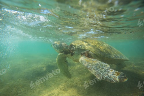 Preview: Turtle