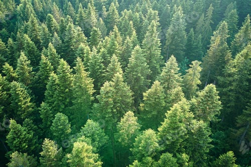 Preview: Aerial view of green pine forest with dark spruce trees. Nothern woodland scenery from above