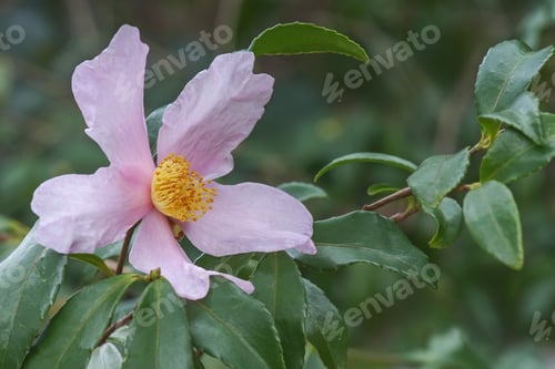 Preview: Ashton'S Pride Hybrid Camellia (Camellia X Hybrid Ashton'S Pride). Hybrid Of Camellia Sasanqua