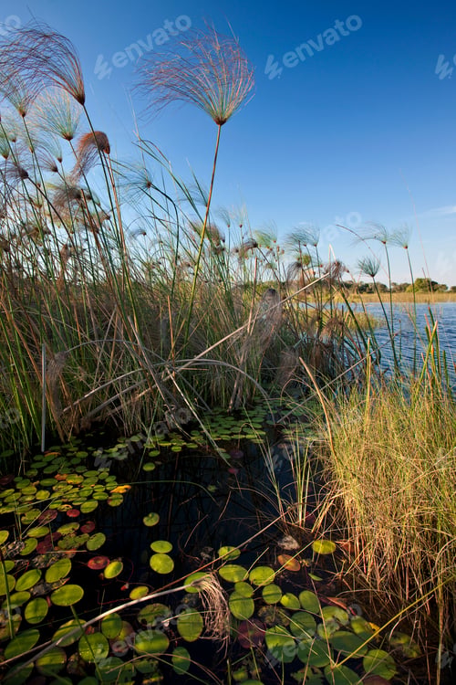 Preview: Reeds of the Okavango Delta in Botswana, Africa.
