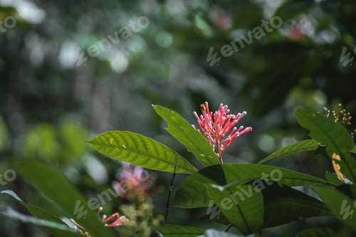 Preview: Green, plants and trees in Amazon Rainforest Leticia Colombia