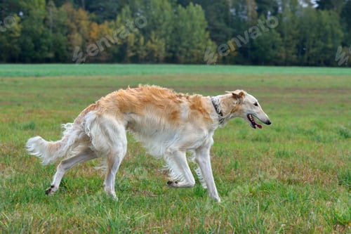 Preview: Beautiful dog