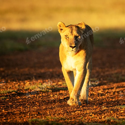 Preview: A Best wildlife vacations in Pictures