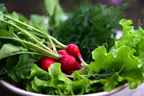 Preview: Fresh red radishes in a white colander. Farm organic vegetables. Gray background. Top view