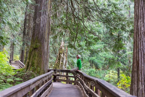 Preview: Boardwalk in the forest