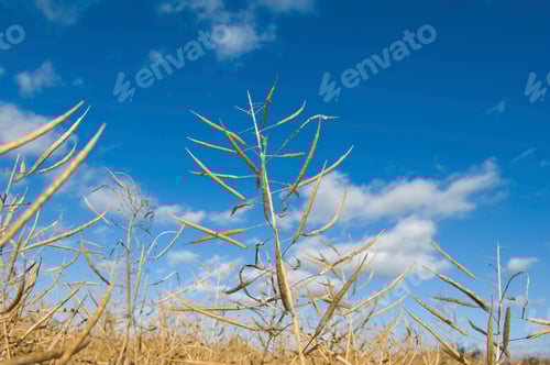 Preview: Close up of oil seed rape plant