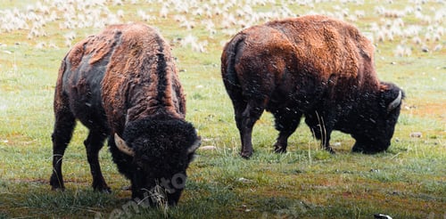 Preview: Panoramic shot of two American bison grazing grass at Antelope Island State Park in spring