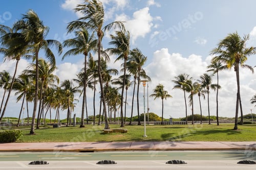 Preview: green palm trees growing in modern park against blue sky in Miami