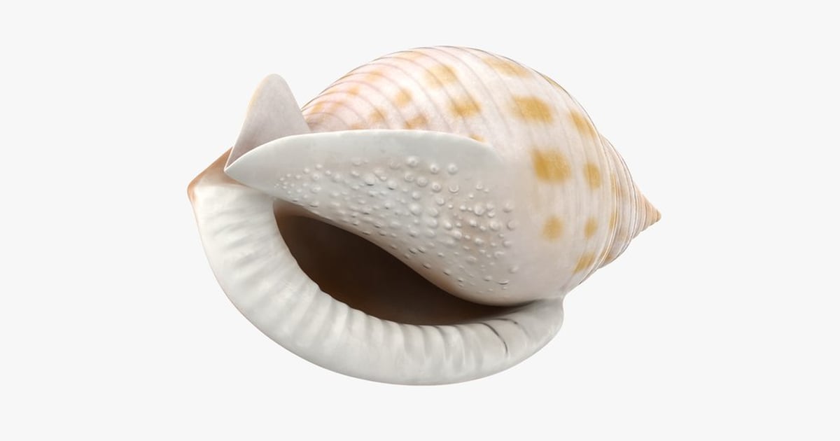 Scotch Bonnet Sea Shell with Spotted Pattern 3D, Incl. clamshell ...