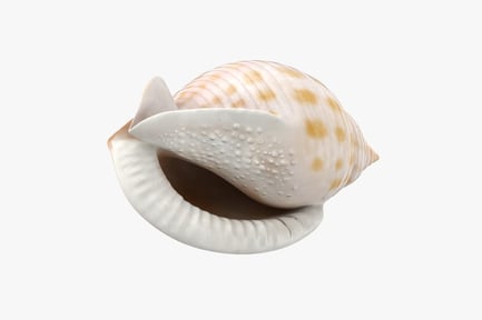 Preview: Scotch Bonnet Sea Shell with Spotted Pattern