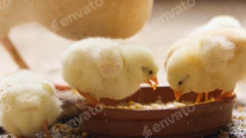 Preview: Yellow chicks foraging happily