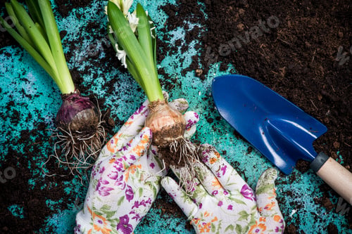 Preview: Florist prepare hyacinth bulbs for planting