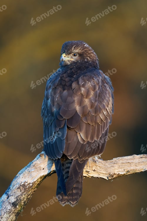 Preview: Common buzzard (Buteo buteo)