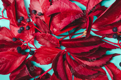 Preview: Autumn background. Purple leaves and blue berries of wild grapes