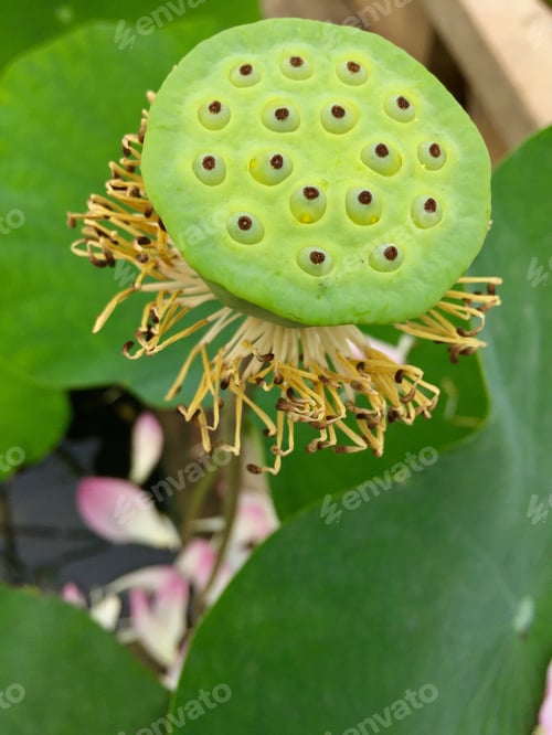 Preview: Lotus flower leaf green nature outdoor background