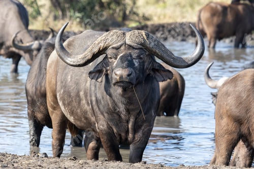 Preview: A buffalo, Syncerus caffer, stands in a dam, direct gaze
