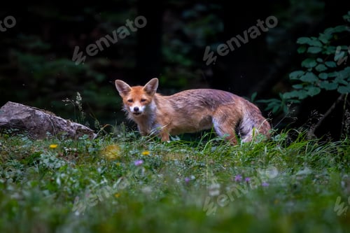 Preview: Red fox in the forests of Slovenia - Vulpes vulpes.