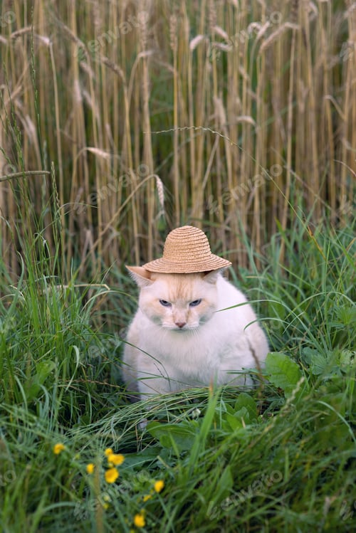 Preview: Sololman hat on the head of a cat, a cat sitting in the grass