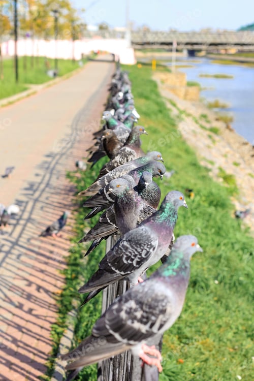 Preview: A lot of gray pigeons sitting on the iron fence of the river on the city embankment. Selective focus