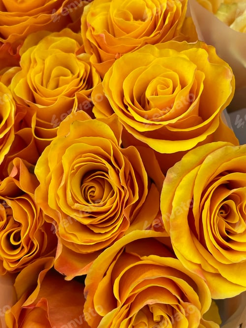 Preview: Roses
