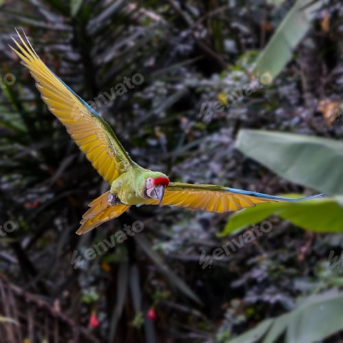 Preview: Small soldier's macaw (Ara militaris) soaring in the sky close to foliage and trees