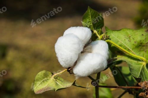 Preview: Cotton field white with ripe cotton ready for harvesting, India