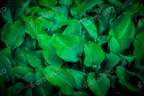 Preview: Tropical leaves, abstract green leaves texture, nature background