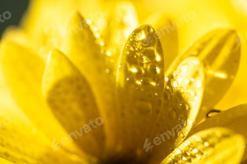 Preview: Close up View of Yellow Daisy Petals With Water Drops