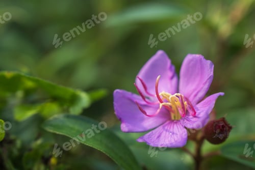 Preview: Glory bush flower, Pink flower and blurred green leaves background