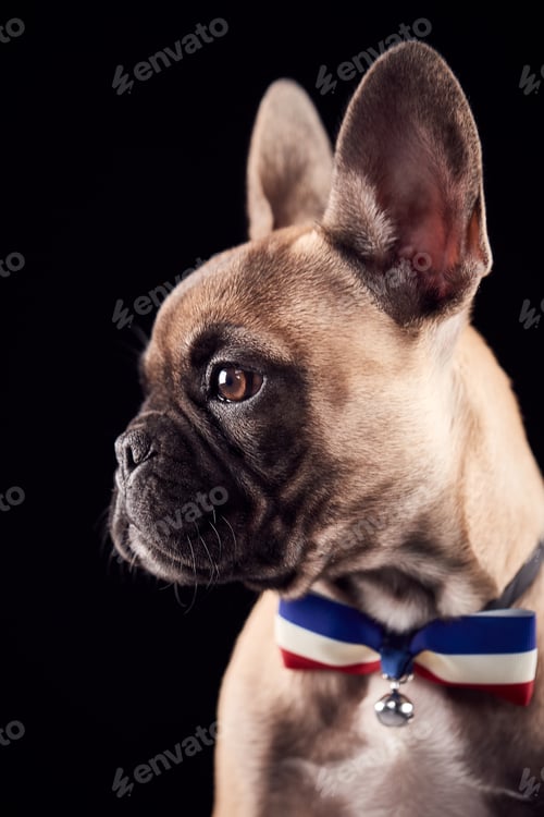 Preview: Studio Portrait Of French Bulldog Puppy Wearing Bow Tie And Collar Against Black Background