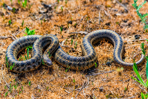 Preview: Steppe ratsnake or Elaphe dione on ground