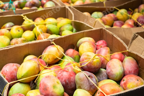 Preview: pile of mangoes in the Colombian market.