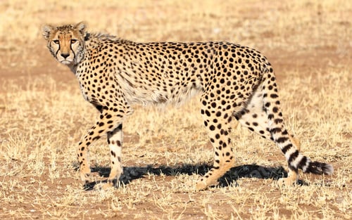 Preview: Closeup shot of a cheetah walking on the savanna plane of Nambia