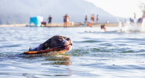 Preview: Playful and Funny Boxer Dog swimming in the water