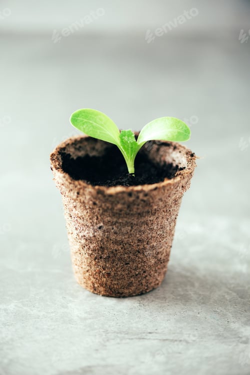Preview: Seedlings in peat pots. Baby plants seeding. Spring planting. Early sprouts, grown from seeds in