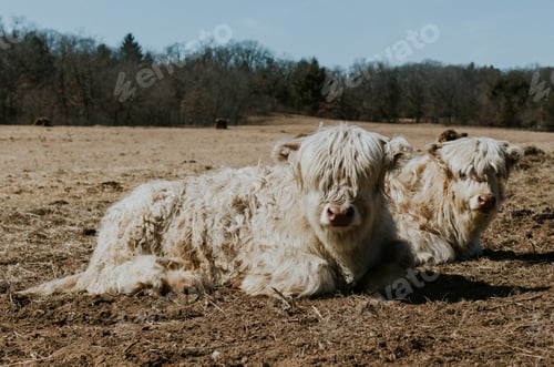 Preview: 2 Highland Cows Lying Down