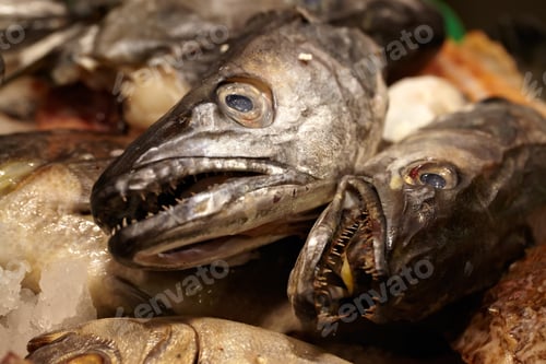 Preview: Sea food. Fish heads