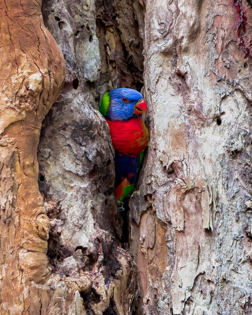 Preview: a colorful bird sitting inside of a hole in a tree