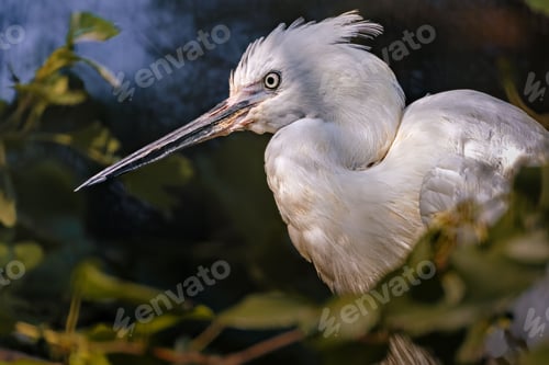 Preview: Close-up of a white heron with detailed feathers.