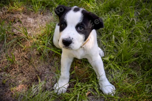Preview: Black and white spotty puppy Alabai on green grass. Cute dog, breed Central Asian Shepherd