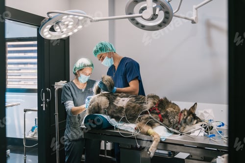 Preview: Veterinarians performing surgery on dog in veterinary hospital