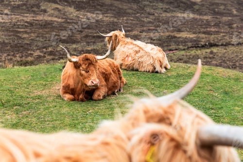 Preview: Highland cattle portrait on a moody day in Scotland