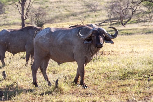 Preview: Wild African Buffalo.Kenya, Africa