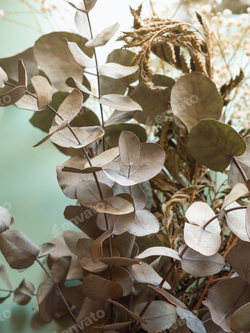 Preview: Bunch of dried flowers and eucaliptus branches on green background