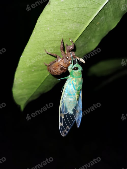 Preview: Freshly molted cicada in Mexico